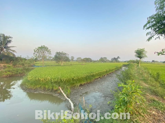 ফসলি জমি ধান মাছ চাষ করা হয়।